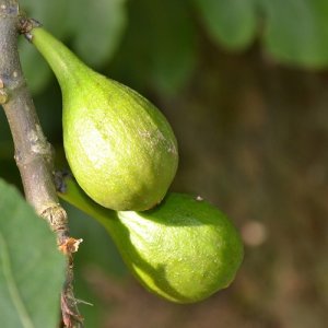 Figovník (Ficus carica) ´DOTTATO´ - výška 10-20 cm, kont. C2L (-15°C)